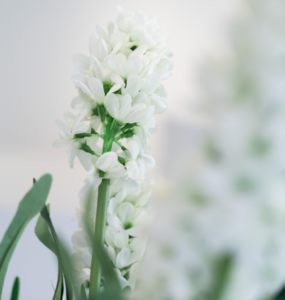 flower huracan by amel